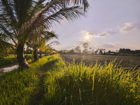 Rice field and coconut tree in the morning at rural of Thailandの写真素材