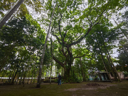 Big tree in the jungle at Phu Kradueng National Park, Loei, Thailand