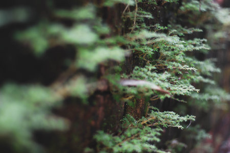 Close up of moss on tree in the forest. Natural background.の写真素材
