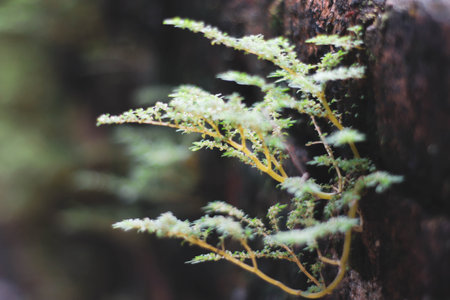 Close up of ferns growing on a tree in the forestの写真素材