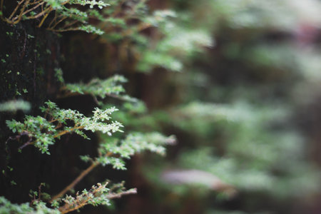 Ferns on the tree, green leaves background, selective focus