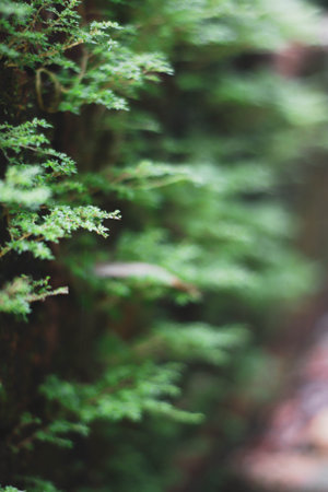 Green fern plant in the garden, selective focus, shallow DOF.の写真素材