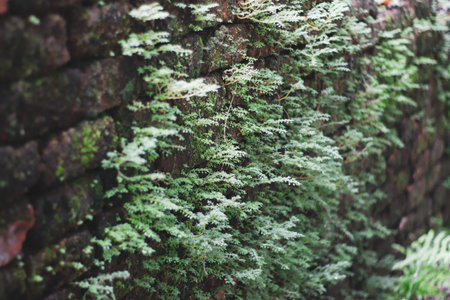Green fern growing on old brick wall. Natural background with copy space.