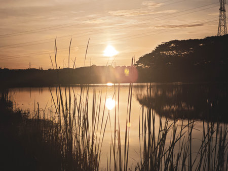 Sunset on the lake with silhouette of trees and grass in the foregroundの写真素材
