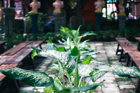 Caladium in the garden, Thailand. Selective focus. nature.の写真素材