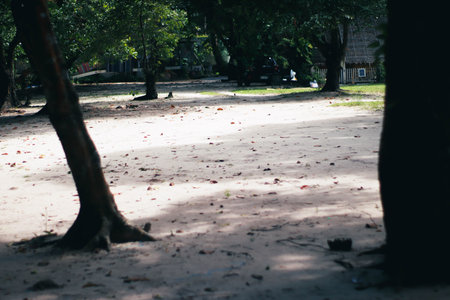 Tree shadow on the ground in the public park, Bangkok, Thailandの写真素材