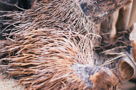 Coconut tree roots. Close up of coconut tree roots.の写真素材