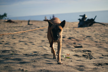 Dog on the beach. Selective focus and shallow depth of field.の写真素材