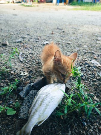 Cat and fish on the ground. Cat is eating fish. Cat is eating fish.
