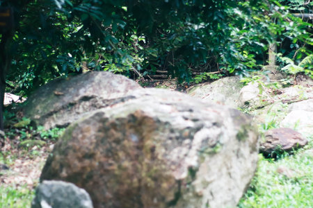 Stone in the garden, Thailand. (selective focus) nature backgroundの写真素材
