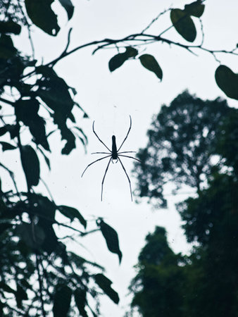 Spider on the spiderweb in the rain forest,Thailand.の写真素材
