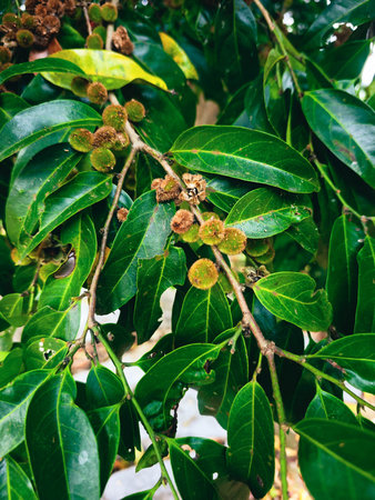 Close-up of green leaves and fruits on the branches of a tree