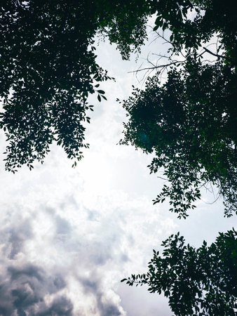 Tree branches with green leaves and blue sky with white clouds background.の写真素材