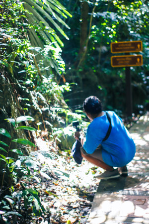 Asian man trekking in the jungle of Doi Inthanon National Park, Chiang Mai, Thailandの写真素材