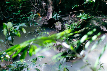 Tropical rainforest in Chiangmai, Thailand.の写真素材
