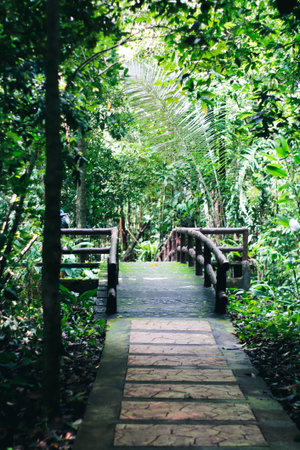 Walkway in the green forest at Khao Yai National Park, Thailandの写真素材