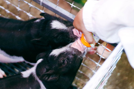 Little black and white piglet suckling milk from a bottle
