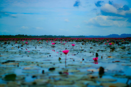 Pink lotus in the lake at Kumphawapi, Udonthani, Thailand