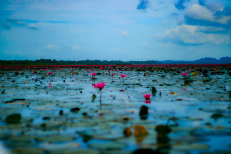 Pink lotus in the lake at Kumphawapi, Udonthani, Thailand