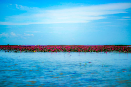 Red lotus in the lake at Udonthani, Thailand