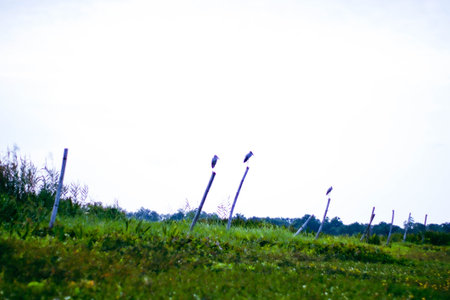 crested cormorants in a meadow in summer