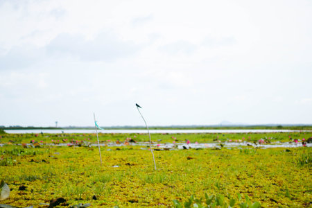 lotus flower in the field at Kumphawapi, Udonthani, Thailand