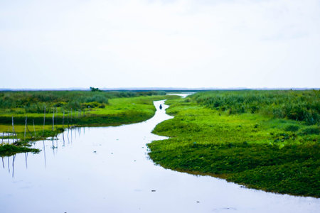 Landscape view of a small river running through a marshy area