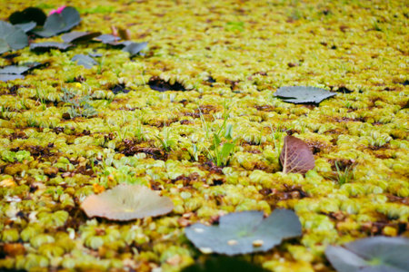 The surface of the pond is covered with duckweed and lotus leaves