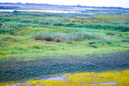 View of wetland in the Netherlands. Green grass and blue sky.