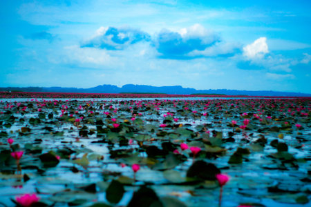 Lotus pond with blue sky and white cloud background in Udonthani, Thailandの写真素材