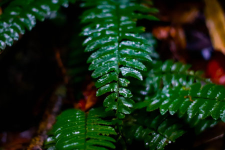 Green fern leaves in rainforest, Thailand. Selective focus.