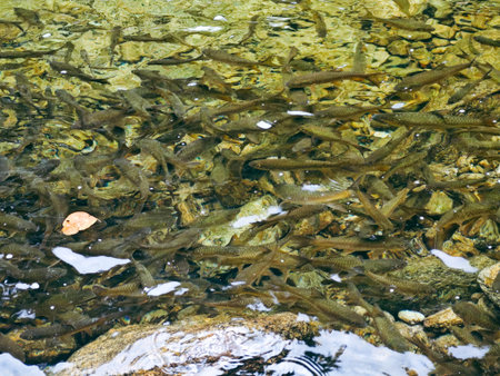 Fish in the river. Many small fish swim in the water.