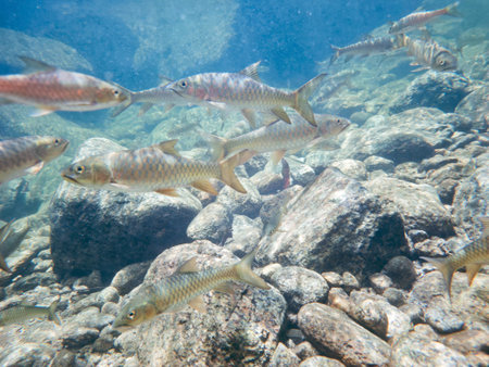 group of fish swimming in the sea, photo as a background, digital image