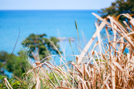 Grass with blue sea in the background. Nature backgroundの写真素材