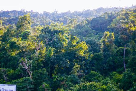 Tropical forest at Phayao province,Thailand.