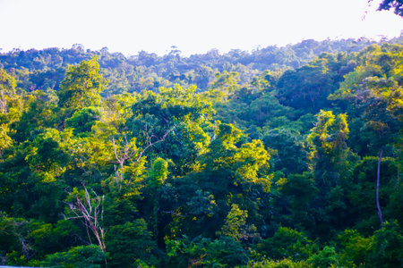 Tropical forest at Chiangmai province, Thailand.の写真素材