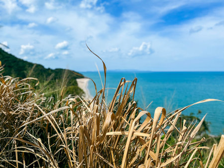 Dry grass on the beach with blue sea and sky background.の写真素材