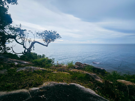 Beautiful seascape with a lone tree on the rocks.の写真素材