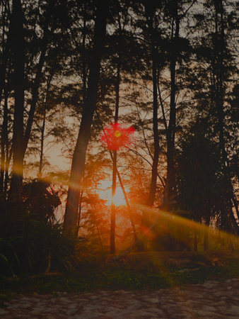 Sunset in the pine forest with rays of light and lens flareの写真素材
