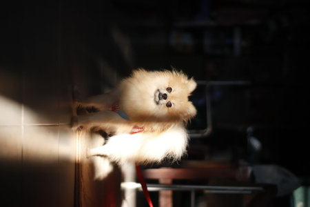 Pomeranian dog sitting on the table in the dark room.の写真素材