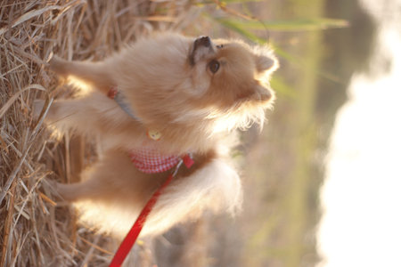 Pomeranian dog running in the park. Cute little dogの写真素材