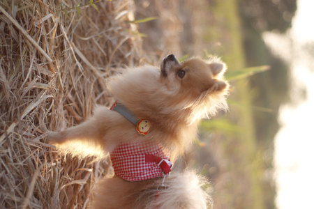 Pomeranian dog in a red dress on a walk in the parkの写真素材