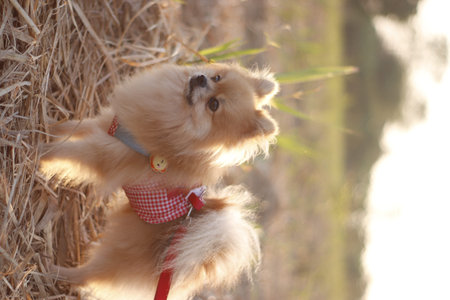 Pomeranian dog in a red harness on the background of nature.の写真素材