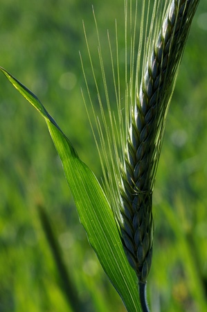 a blade of grainの写真素材