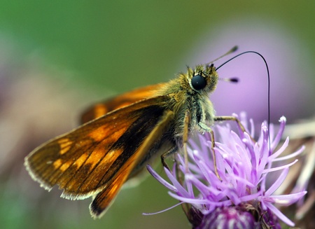 a small butterfly,drinking nectarの写真素材