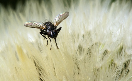 fly,sitting on a dandelionの写真素材