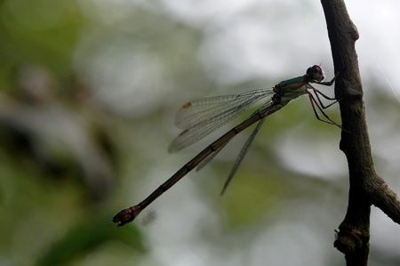 dragonfly,sitting on a branch,backlightの写真素材