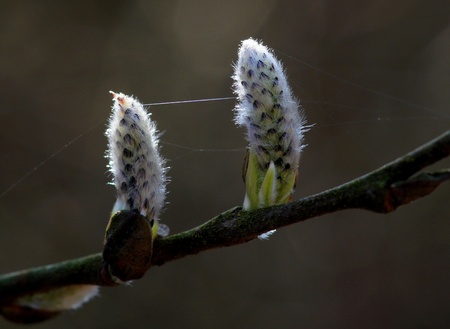 seeds of a treeの写真素材