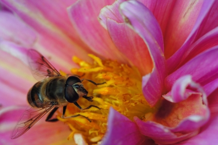 bee,drinking nectar,sitting on a flowerの写真素材