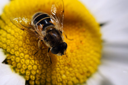 bee,drinking nectar,sitting on a daisy